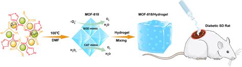 纳米人 Jacs：基于类抗氧化酶mof 818纳米酶的特异性纳米药物用于治疗糖尿病慢性创面