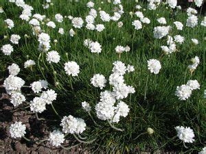 Armeria Maritima Alba Grasnelke Lebensbereiche