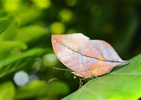 20+ Camouflage Animals That You Have to See to Believe