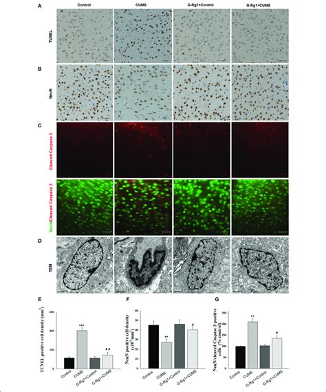 Ginsenoside Rg Reduced Neuronal Apoptosis Within The Vmpfc Region As