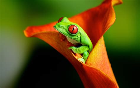 Green Poisonous Frog Close Up Photography Hd Wallpaper Wallpaper Flare