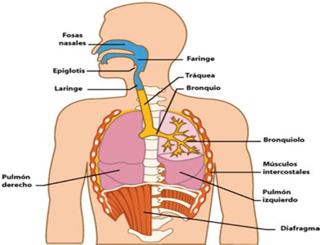 Puzzle De Rompecabezas Del Sistema Respiratorio Rompecabezas De