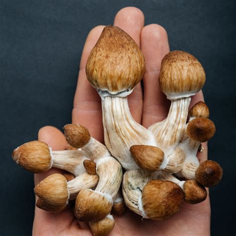 Magic Mushrooms Microdosing And The Pros And Cons Of Psilocybin