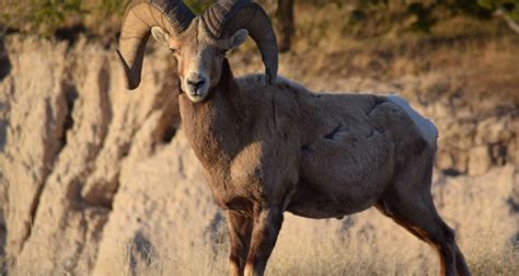 Custer State Park bighorn population back from the brink – KASL Radio