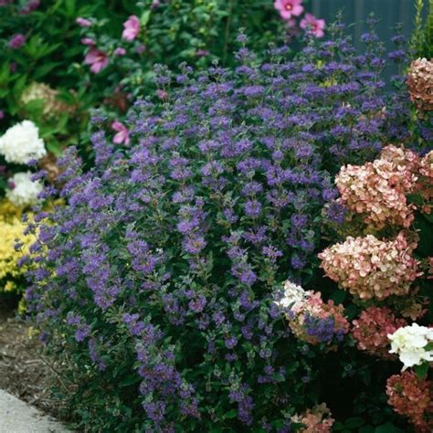 Beyond Midnight Bluebeard Proven Winners Colorchoice Flowering Shrubs