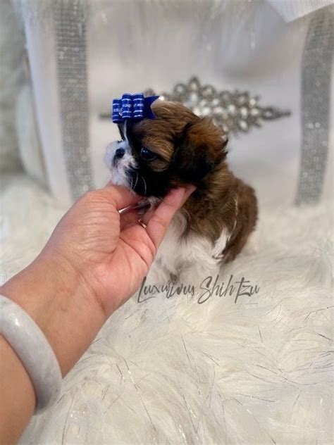 LUXURIOUS SHIH TZU Shih Tzu Puppies For Sale In Los Angeles CA AKC