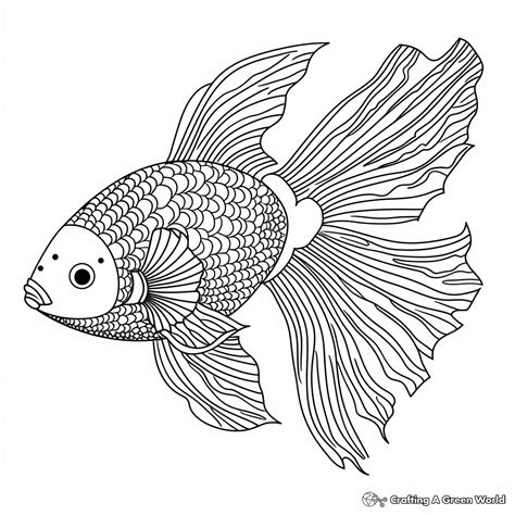 Betta Fish Coloring Pages Free And Printable