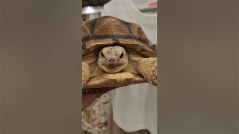 臉乾乾 還是很可愛 Sulcata 盾臂龜 蘇卡達 象龜 陸龜 Turtle 烏龜 不龜路 Youtube