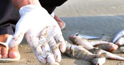 Centenas De Peixes Mortos D O Costa Na Praia De Matosinhos R Dio