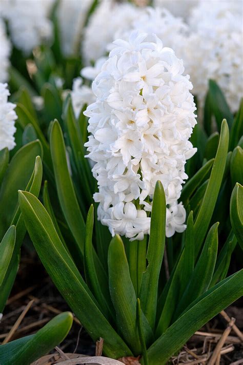 Hyazinthe Hyacinthus Louvre Bild Kaufen 13703994