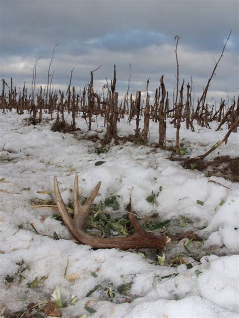 Deer shedding antlers early in southwestern Wisconsin