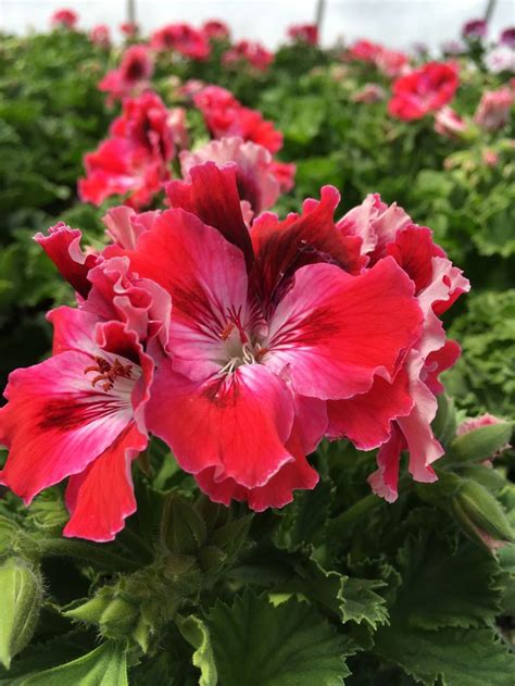 Geranium Regalmartha Washington Elegance Red Velvet Geraniums