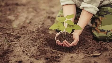 Saplings: Care for Young Trees - 2024 Guide - Growing Magazine