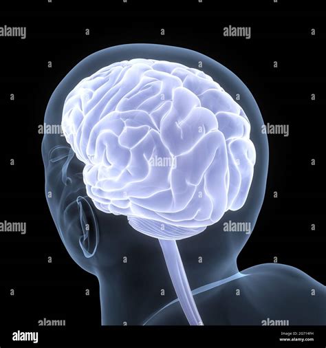 Central Organ Of Human Nervous System Brian Anatomy Stock Photo Alamy