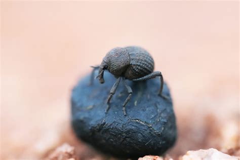 Aussie Beetles Rolling Poo Balls Delighting Scientists Csiro