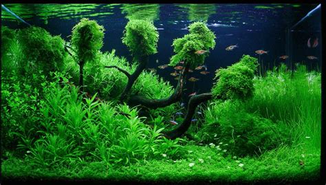 Wallpaper Aquarium Hidup Aquascape Wallpapers Wallpaper Cave - Bank2home.com