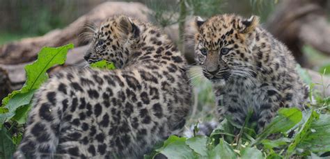 Critically endangered Amur leopard cubs make debut | News | Yorkshire ...