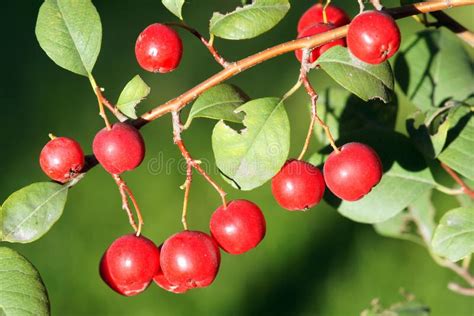 Red wild fruits stock image. Image of multiflora, natural - 26852145