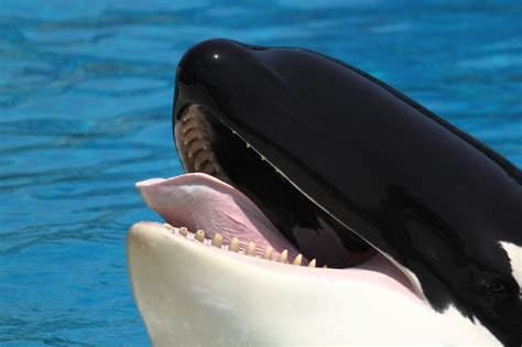 Orca Tongue By Remedy Kiua On Deviantart Killer Whales Whale Orca