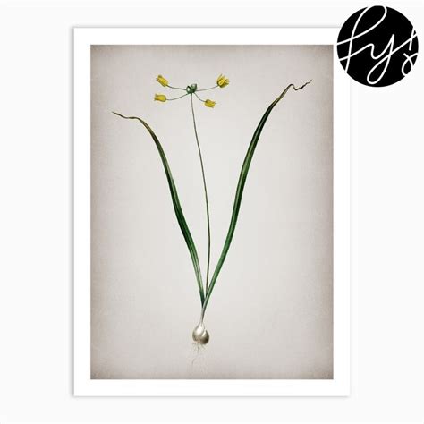 Vintage Allium Scorzonera Folium Botanical On Parchment N Art