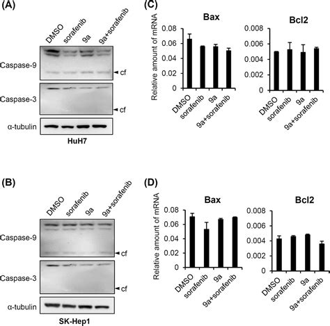 Treatment With Low Dose Sorafenib In Combination With A Novel