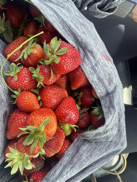 U Pick Strawberries🍓 R Virginiabeach