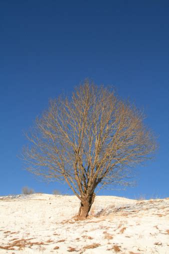 pohon  atas bukit foto stok  gambar  biru bukit