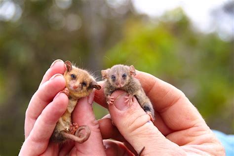 Little pygmy possum spotted on Australia's Kangaroo Island