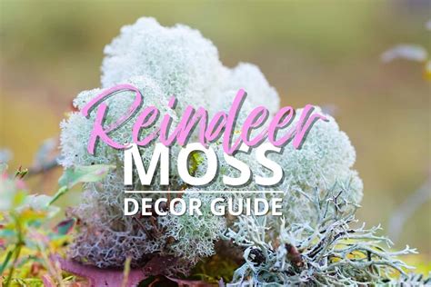 Reindeer Moss 101 How To Use In A Moss Wall And Terrarium