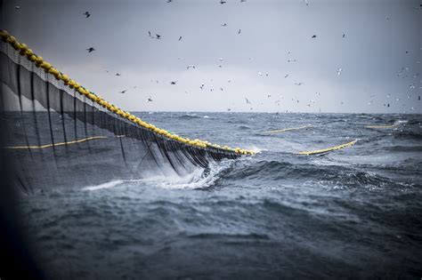 Pacchetto UE Per Proteggere Gli Ecosistemi Marini Stop Alla Pesca A