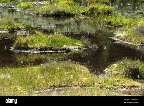 Sphagnum moss bog in the Lake District, UK Stock Photo - Alamy