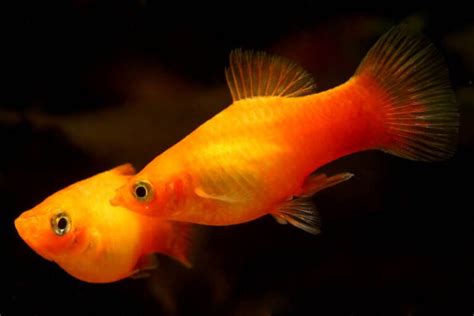 Pregnant Platy What To Look For And What To Do Guide