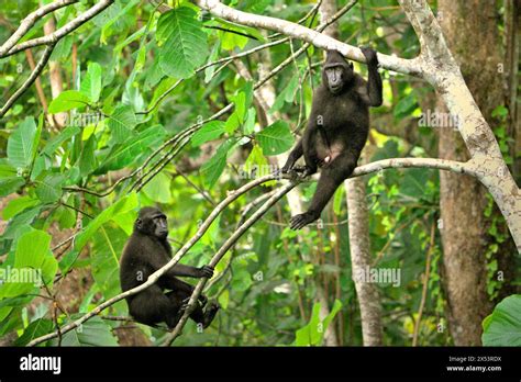 Junge Haubenmakaken Macaca Nigra Sitzen Auf Sten Im Tangkoko Wald