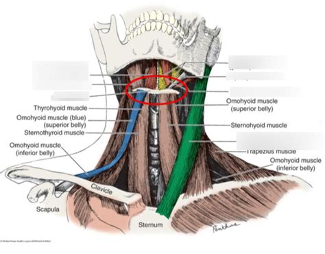 Hyoid bone & Muscles Diagram | Quizlet