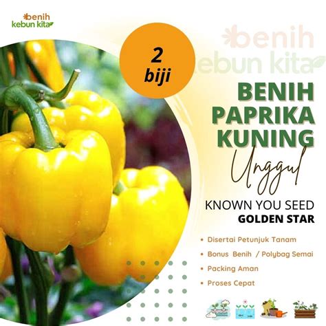 Jual 2 Biji Benih Paprika Kuning Golden Star Known You Seed Bibit