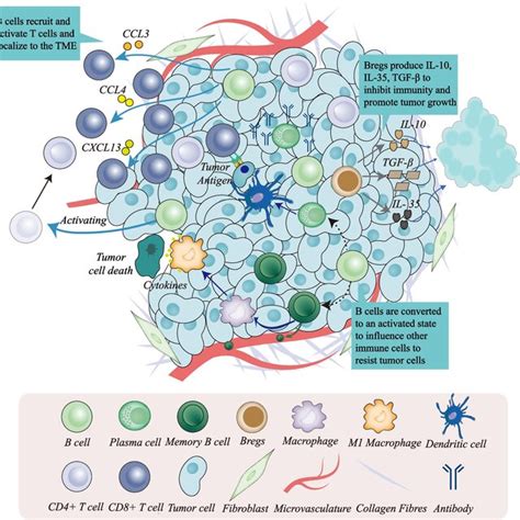 Crosstalk Of B Cells With Other Immune Cells In The Tumour