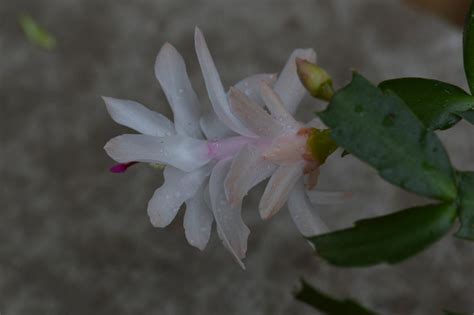 Schlumbergera Hybrid Mazie Epiphytic Cacti