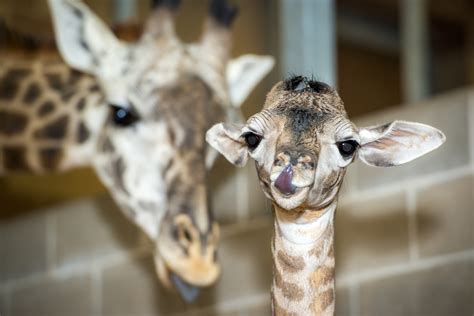 Look, a Baby Giraffe! | Houston PetTalk