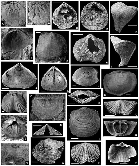 Brachiopods Origin And Early History Harper 2017 Palaeontology