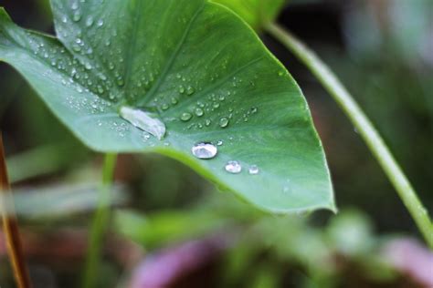 Maksud Seperti Mencurah Air Ke Daun Keladi Mencurahkan Air Di Daun