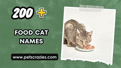 200+ Food Cat Names - Sweet And Savory Ideas