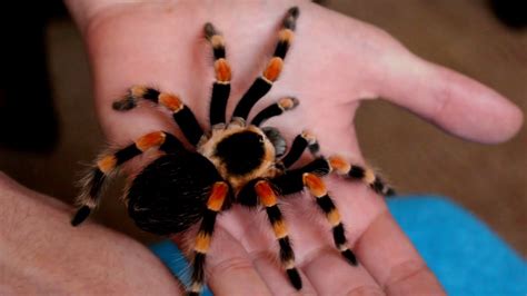 Handling Beautiful Mexican Giant Red Knee Tarantula B Annitha