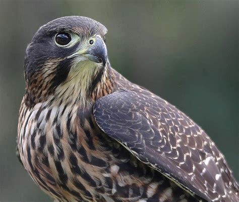 Falcon Images: New Zealand Peregrine Falcon