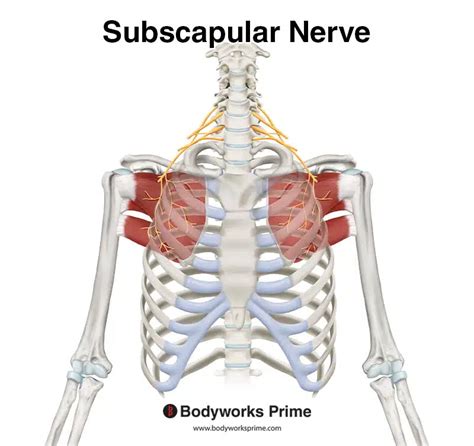 Subscapularis Muscle Anatomy Bodyworks Prime