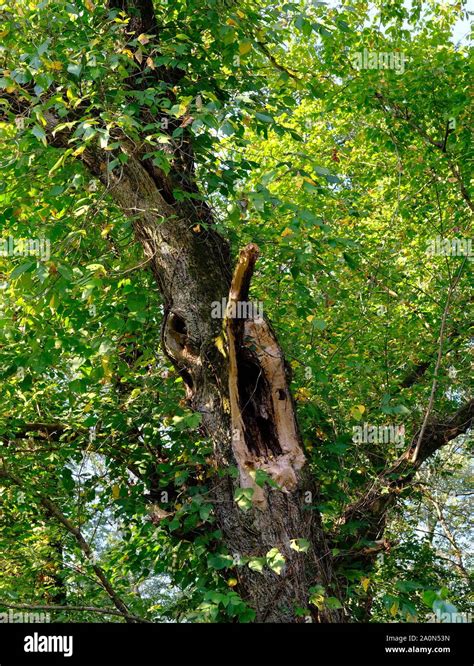 Lightning Damage to Tree Stock Photo - Alamy