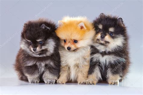 Three Pomeranian puppies — Stock Photo © Laures #5889925