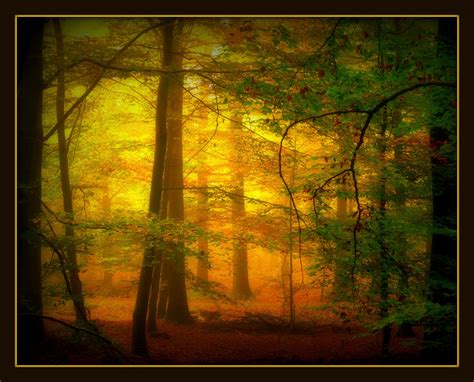 Wallpaper Sunlight Forest Nature Wood Branch Sunrise Morning