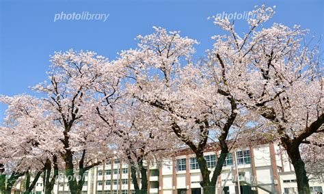 桜と校舎 写真素材 2314771 フォトライブラリー Photolibrary