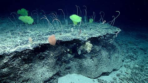 Watch Live Noaa Explorers Dive Into The Mysteries Of The Mid Atlantic