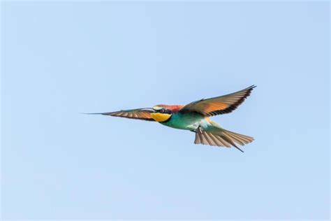 Premium Photo European Bee Eater In Flight Merops Apiaster